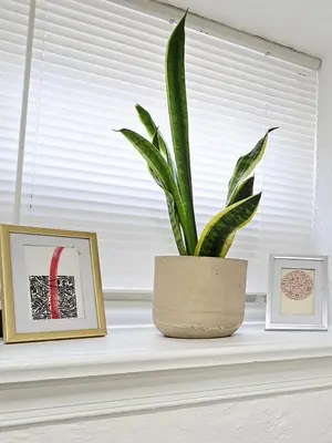 a plant sitting on a window sill next to framed pictures at Sunny Oak Lane Studio Near Einstein, LaSalle, Center City in Philadelphia