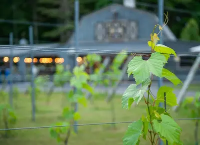 a fence with green leaves and a building in the background at Historic Winery Farmhouse by Lake in Hawley