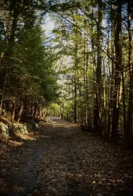 a dirt road through a forest with trees at Woodside Cabin in Delaware Water Gap in Dingmans Ferry