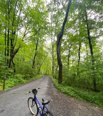 a bike parked on a road in the woods at Woodside Cabin in Delaware Water Gap in Dingmans Ferry
