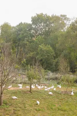 a flock of white birds in a field at Bucks County Home Farm Philadelphia Dog Friendly in Warminster