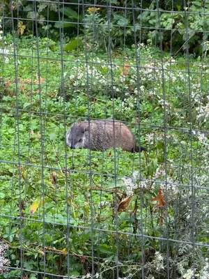 a animal laying in the grass behind a fence at Bucks County Home Farm Philadelphia Dog Friendly in Warminster