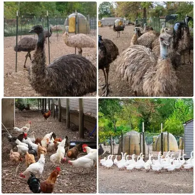 Bucks County Home Farm Philadelphia Dog Friendly