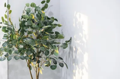 a green plant in a vase next to a wall at 20 Minutes to Times Square, Stylish 2 Bedroom Apartment in West New York