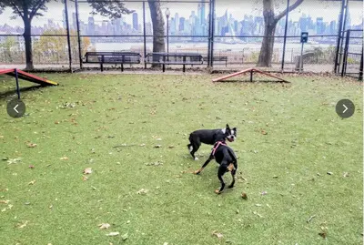 a dog running in a field with a frisbee at 2 Bedroom Apt-City Adventure-Free Parking on Site in West New York