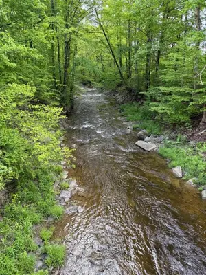 a stream in the middle of a forest at Live The Outdoors