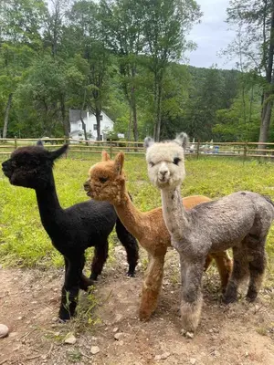 three stuffed animals standing next to each other at LaValleyEstates in Long Eddy