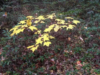 a yellow plant in a field of leaves at Apple Orchard & Forest Retreat with Woodland Pond in Forestburgh