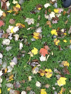 a pile of autumn leaves on the grass at Apple Orchard & Forest Retreat with Woodland Pond in Forestburgh
