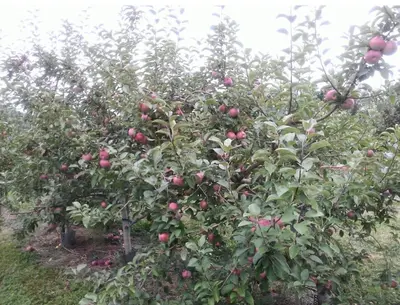 a group of apple trees in an apple orchard at World Cup Stay Close to MetLife Stadium NYC in Waldwick
