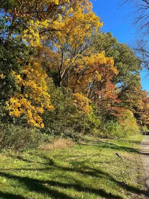 a forest of trees with autumn leaves on a road at Boyertown Bungalow Near the Manatawny Creek in Boyertown