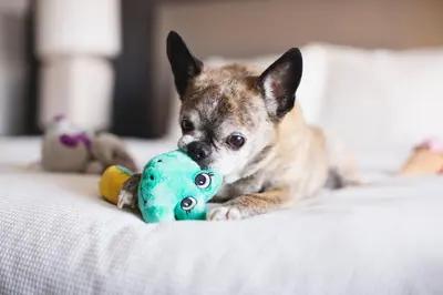 a dog laying on a bed playing with a toy at Hyatt House Monroe / Cranbury / South Brunswick in Monroe Township