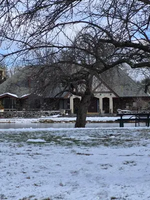 a tree in front of a building with snow on the ground at Serene Haven of Tranquility in Maplewood