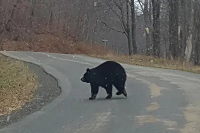 a black bear walking across a road at Catskills Aframe, Water View, Goat Sanctuary in Napanoch