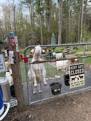 two sheep are standing in a metal cage at Catskills Aframe, Water View, Goat Sanctuary in Napanoch