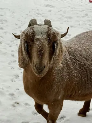 a ram is standing in the snow at Log Cabin at the Goat Sanctuary in Napanoch
