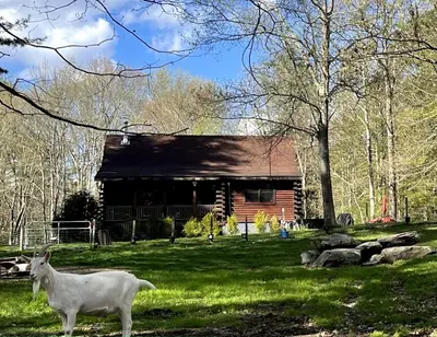 a goat standing in front of a log cabin at Log Cabin at the Goat Sanctuary in Napanoch