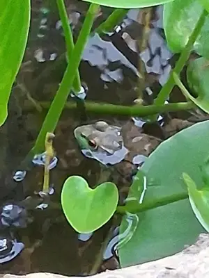 a green heart on the leaves of a plant at Black Top Retreat in Wyalusing