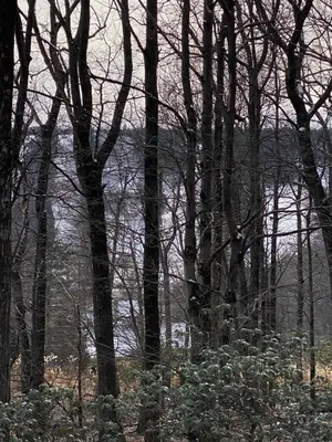 a group of trees in a wooded area at Inn Harmony- Cabin with Game Room Hot Tub Firepit in Lake Harmony