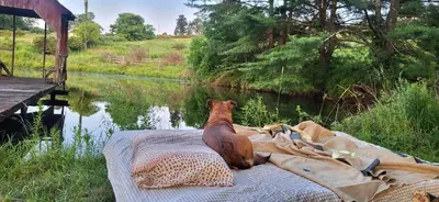 a dog laying on a blanket next to a river at Coastal Style Bus Farm Retreat with Pond Dock and Peaceful Nature Views in Stillwater, Pennsylvania in Stillwater
