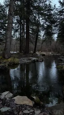 a stream of water with trees in a forest at Secluded Forest Escape with Game Room, Hot Tub and Fire Pit in Thornhurst