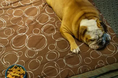 a dog laying on a rug next to a bowl of food at Staybridge Suites Wilmington - Brandywine Valley by IHG in Glen Mills