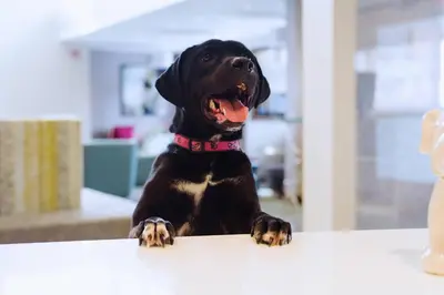 a black dog sitting on top of a table at Residence Inn by Marriott Philadelphia Glen Mills/Concordville in Glen Mills