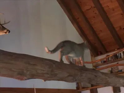 a cat standing on top of a beam at Roscoe Retreat in Roscoe