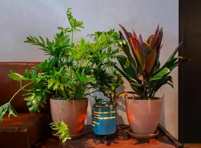 three plants in vases sitting on a table at MADE Hotel in New York