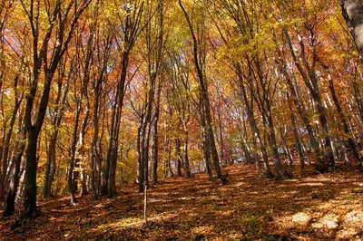 a wooded area with many trees in the fall at The Appalachian at Mountain Creek in Vernon
