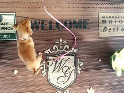 a small dog on a leash tied to a sign at The Wilshire Grand Hotel in West Orange