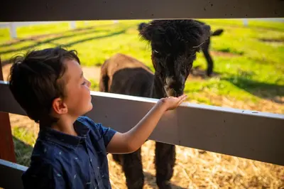 a young child is looking at a cow through a fence at Hershey Farm Resort in Ronks