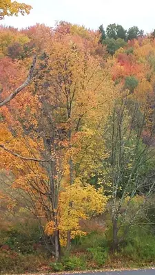 a group of trees with autumn leaves on them at Margaretville Mountain Inn B&B in Margaretville