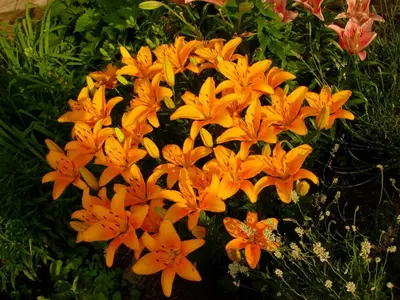 a bunch of orange flowers in a garden at 1825 Inn Bed and Breakfast in Palmyra