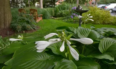 a white flower is growing in a garden at The Lancaster Bed and Breakfast in Lancaster