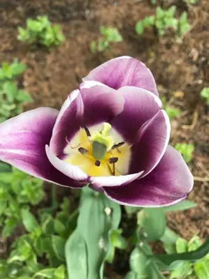 a purple flower with a yellow inside of it at Carriage Stop Bed & Breakfast in Palmyra