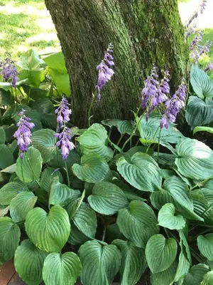 a bunch of purple flowers next to a tree at Carriage Stop Bed & Breakfast in Palmyra
