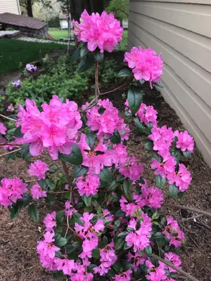 a bunch of pink flowers in a garden at Carriage Stop Bed & Breakfast in Palmyra