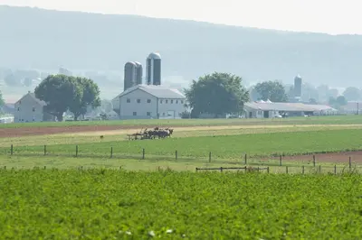 a group of horses in a field near a farm at Travelers Rest Motel in Intercourse