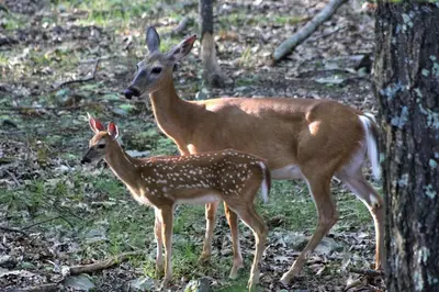 two gazelles standing next to each other at Big House On The Hill in East Stroudsburg