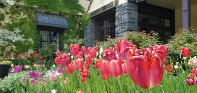 a garden of red tulips in front of a building at Settlers Inn in Hawley