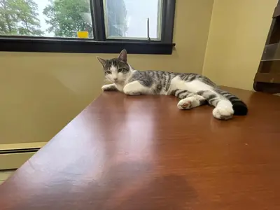 a cat laying on top of a wooden table at Pennswoods Inn in Manheim