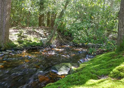 a stream of water with rocks in a forest at ⛰⛵️⛱Mt. Maplewood Lodge❤️Seasonal Specials ☆Poconos☆Cabin☆Hot⛷Tub☆Game Room☆ in Pocono Pines