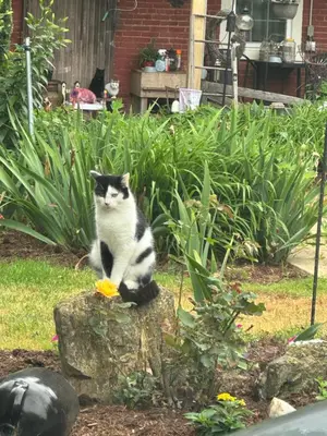 a black and white cat sitting on a rock at HIllside Farm B & B in Mount Joy