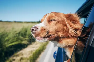 a dog sticking its head out the window of a car at Motel 6-Bloomsburg, PA in Bloomsburg