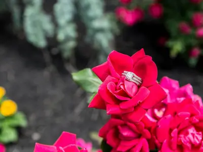 a red rose with a engagement ring on top of it at The Manor on Front in Harrisburg