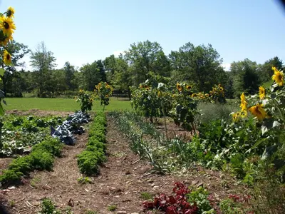 a garden filled with lots of sunflowers at Lukans Farm Resort in Hawley