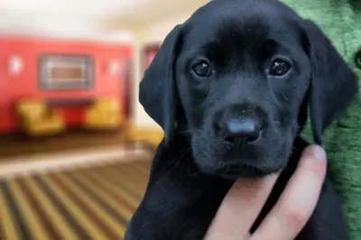 a person holding a black labrador retriever dog at Extended Stay America Suites - Allentown - Bethlehem in Bethlehem