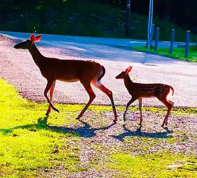 a couple of animals walking down a road at My Little Flagship Cabin in East Stroudsburg