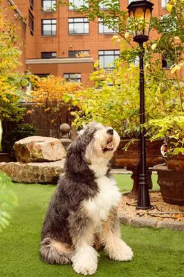a dog sitting on the grass in a garden at Soho Grand Hotel in New York